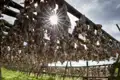 Getrockneter Fisch an Holzgestellen – ein Beispiel für traditionelle Konservierungsmethoden