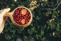 Probieren Sie unterwegs auf dieser Reise durch Finnland unbedingt auch die köstlichen Beeren aus den Wäldern.