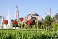 Ein Tulpenbeet vor dem Hintergrund der Hagia Sophia in Istanbul