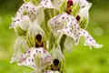 Eine weiß-lila gefleckte wilde Orchidee in Nahaufnahme, ein botanisches Highlight, das die vielfältige Flora auf Zypern bei unserer Gruppenreise mit Studiosus im Frühjahr zeigt.