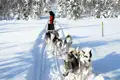 Ein Person  lenkt einen Hundeschlitten mit einem Husky-Team durch einen sonnigen, verschneiten Wald, eine Leistung, die im Verlauf der Winterreise angeboten wird.
