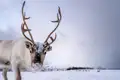 Nahaufnahme eines Rentiers im Schnee, eine im Reiseverlauf inkludierte Leistung bei unserer Winterreise, die eine authentische Begegnung mit den Tieren ermöglicht.