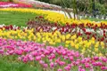 Auf unserer Gruppenreise mit Studiosus bewundern wir den Emirgan Park in Istanbul, in dem während des jährlichen Tulpenfests viele bunte Tulpen erblühen