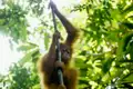 Auf unserer Gruppenreise mit Studiosus entdecken wir einen jungen Orang-Utan im grünen Blätterdach, eine Beobachtung, wie sie beim Besuch eines Orang-Utan-Rehabilitationszentrums auf Borneo möglich ist. Es ist ein Highlight jeder Rundreise durch Borneo.