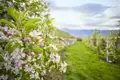 Rosa-weiße Apfelblüten an einem Zweig im Frühling. Im unscharfen Hintergrund eine Obstplantage und Berge in Südtirol, ein Highlight unserer Studiosus Rundreise.