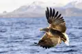 Ein Seeadler im Flug über dem Wasser des Vestfjords in Norwegen, im Hintergrund die schneebedeckte Küste der Lofoten.