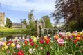 Auf unserer Rundreise durch Belgien mit Studiosus sehen wir farbenprächtige Tulpen  mit Blick auf das Wasserschloss Groot-Bijgaarden bei den Brüsseler Floralien.