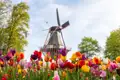 Auf unserer ventreise in die Niederlande sehen wir ein Meer aus bunten Tulpen im Keukenhof, dahinter eine klassische holländische Windmühle mit Besuchern auf der Galerie.