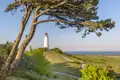 Der Leuchtturm Dornbusch auf der Insel Hiddensee an einem sonnigen Tag, im Vordergrund eine Kiefer über der Küstenlandschaft, ein schöner Ausblick, den wir auf unserer Gruppenreise mit Studiosus genießen.