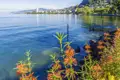 Leuchtend orange Blumen am sonnigen Ufer des Genfer Sees mit der Stadt Montreux und bewaldeten Hängen im Hintergrund, ein Highlight unserer Gruppenreise mit Studiosus.