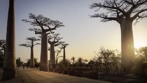 Ein berühmter Vertreter der einzigartigen Flora Madagaskars is der Baobab, den wir auf unserer 18-tägigen Rundreise ebenso bestaunen wie die vielfältige Fauna der Insel.
