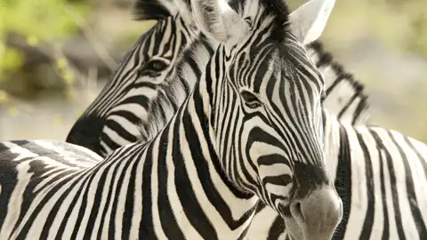 Wir erleben auf dieser Rundreise in kleiner Gruppe durch Südafrika die faszinierende Tierwelt.