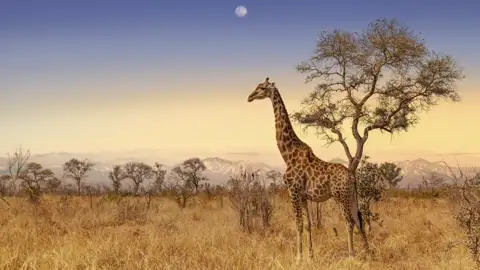 Pirschfahrten durch den Krüger-Nationalpark erleben wir auf der zweiwöchigen Studienreise Südafrika - Impressionen. Dabei begegnen wir auch den imposanten Giraffen.