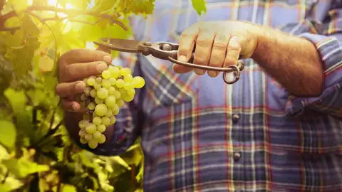 Auf den berühmten Terassen der Cinqueterre-Dörfer wird hauptsächlich Wein angebaut – auf unserer Reise sind wir selbstverständlich zu Gast bei einem Winzer und probieren seine Weine.