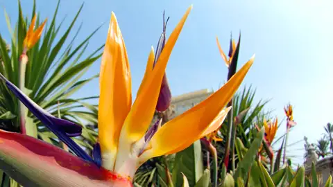 Lassen Sie sich auf unserer Rundreise nach Madeira in kleiner Gruppe von der üppigen Flora begeistern, wie hier von einer Strelizie.