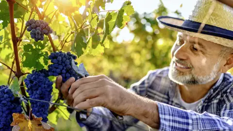 Wie schmeckt die Toskana? Auf unserer Studiosus-Reise erfahren wir es! Wein gehört zu den toskanischen Köstlichkeiten unbedingt dazu.