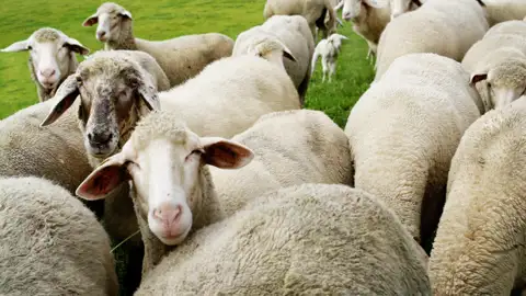 Auf unserer Studienreise durch Irland erkunden wir Stadt und Land. Auf unserer Fahrt durch Moorlandschaften und Hügel begegnen wir dabei natürlich immer wieder Schafen - ebenso neugierig wie fotogen!