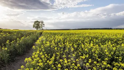 Auf unserer Studienreise durch Nordpolen bestaunen wir die goldgelben Rapsfelder in Masuren. Wir erkunden jeden Tag einzigartige Landschaften rund um die Masurische Seenplatte.