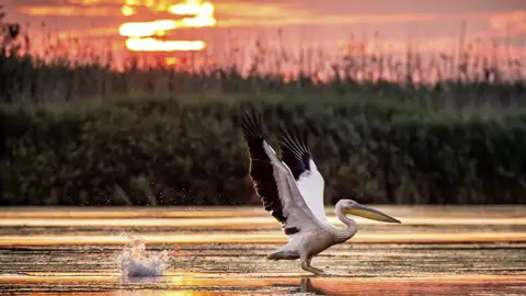 Auf unseren Bootsfahrten im Donaudelta während unserer Studienreise durch Rumänien haben wir Gelegenheit, die reiche Tierwelt zu beobachten.