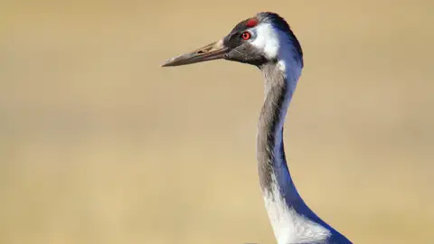 Auf unserer Rundreise mit Studiosus können wir Kraniche und weiter Vogelarten in der Extremadura in Spanien bewundern.