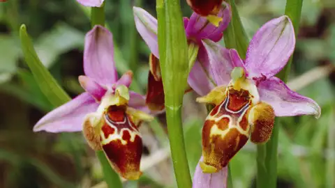 Auf unserer Gruppenreise von Studiosus erblicken wir die Hummel-Ragwurz-Orchidee, ein botanisches Highlightl dieser Reise, das die beeindruckende lokale Flora und die Vielfalt der heimischen Orchideen zeigt.