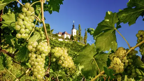 Besichtigen Sie einen Weinberg an der Südsteirischen Weinstraße im Rahmen Ihrer Gruppenreise.