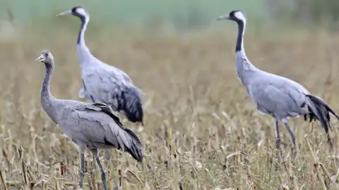 Hunderte von Kranichen bevölkern im Herbst die Landschaft Vorpommerns. Beobachten Sie mit Ihrer Studiosus-Reiseleiterin im Rahmen der Eventreise die "Nomaden der Lüfte".