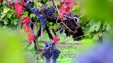 Bei der Eventreise nach Triest darf eine Weinprobe nicht fehlen - gemeinsam befragen wir Eddi zum Thema Weinwunder im Friaul.