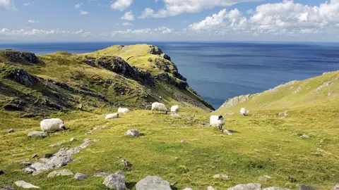 Eine Herde Schafe grast an Irlands saftig grüner Steilküste, mit weitem Blick über den Atlantik. Ein traumhafter Ausblick für ihre Studiosus Eventreise.