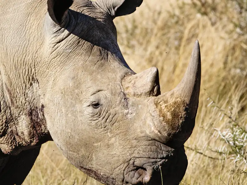 Auf Pirsch mit Studiosus im Krügerpark: Wir sichten ein Breitmaulnashorn!