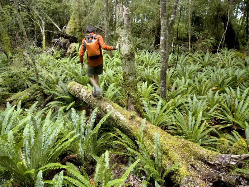 Im Fjordland-Nationalpark läuft die Natur der Südinsel zur Hochform auf. Hier haben wir auf unserer großen Neuseeland-Studienreise die Gelegenheit, ein wenig wandern zu gehen.