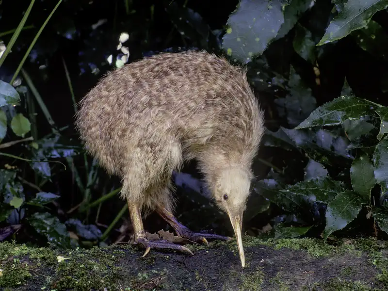 Der Kiwi ist der Nationalvogel Neuseelands. Die Bewohner identifizieren sich so sehr mit ihm, dass sie sich selbst als Kiwis bezeichnen.