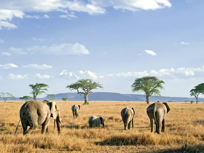 Bis zum Horizont erstreckt sich die Grassavanne in der Serengeti, und Elefanten durchstreifen die „endlose Ebene“, wie der berühmte Nationalpark in der Massai-Sprache heißt. Auf unserer Rundreise durch Tansania können wir von unserem Camp aus nachts das Schreien der Hyänen und lautes Löwengebrüll hören.