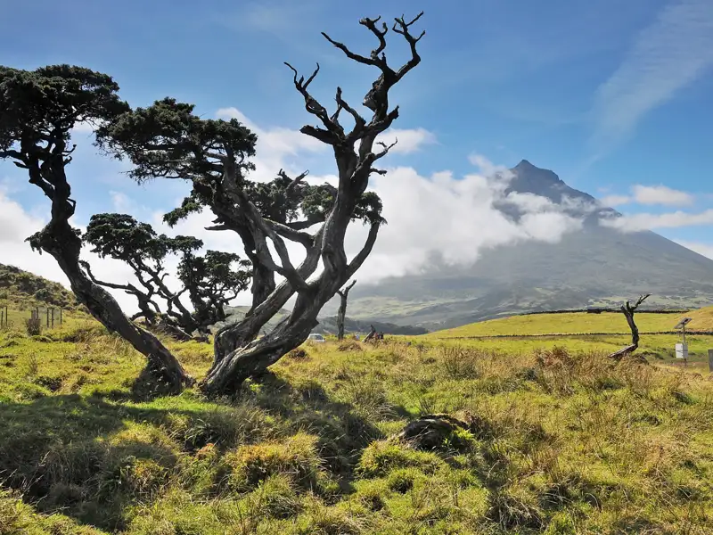 Die kleine Insel Pico erreichen wir auf unserer Singlereise zu den Azoren mit der Fähre und besuchen dort das Walmuseum und einen Hobbywinzer.
