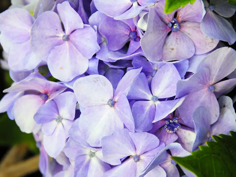 Die Blütenpracht der Azoren begeistert viele Teilnehmer unserer Singlereise auf die Azoren.