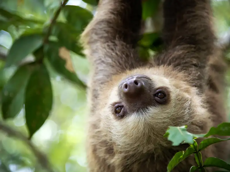 Mit etwas Glück posiert auf unserer 16-tägigen Familienreise durch Costa Rica ein Faultier tiefenentspannt für unsere Kameras.