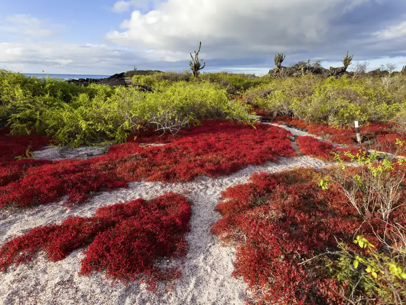 Auf der Galápagos-Insel Floreana sind wir auf unserer Inseltour nicht nur auf den Spuren der spannenden Siedlungsgeschichte. Je nach Jahreszeit färben die Sesuviumpflanzen die Insel grün, gelb, rot oder violett.
