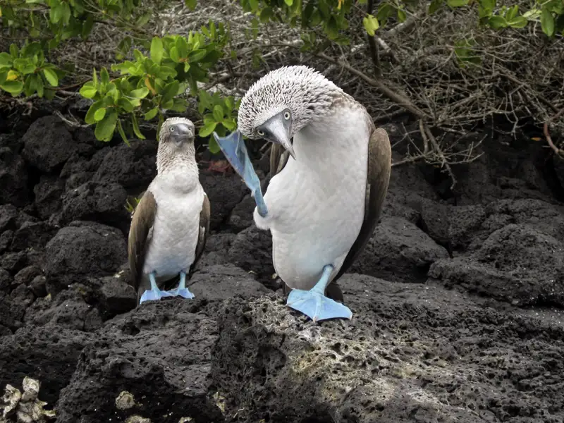 Die Flora und Fauna, die wir bei unserer Reise durch Ecuador auf den Galápagos-Inseln sehen, ist beeindruckend. Auch die Nistplätze von Blaufußtölpeln entdecken wir.