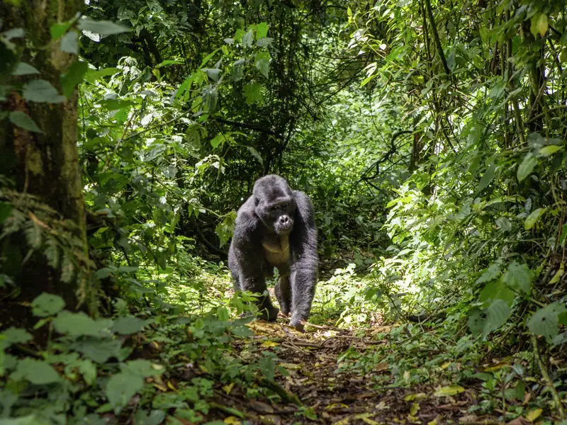 Ein Höhepunkt unserer Naturerlebnisreise nach Uganda - die Begegnung mit wild lebenden Gorillas im Regenwald!