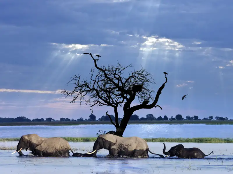 Auf unserer Studienreise durch das Südliche Afrika kommen wir der Tierwelt sehr nahe, vielleicht auch dieser Elefanten-Kleinfamilie.