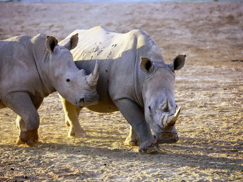 Im Krügerpark nehmen wir die Fährte der Big Five auf. Vielleicht sehen wir tatsächlich Nashörner. So oder so: Bestimmt schießen Sie auf unserer Studienreise duch das Südliche Afrika das Foto des Jahres!