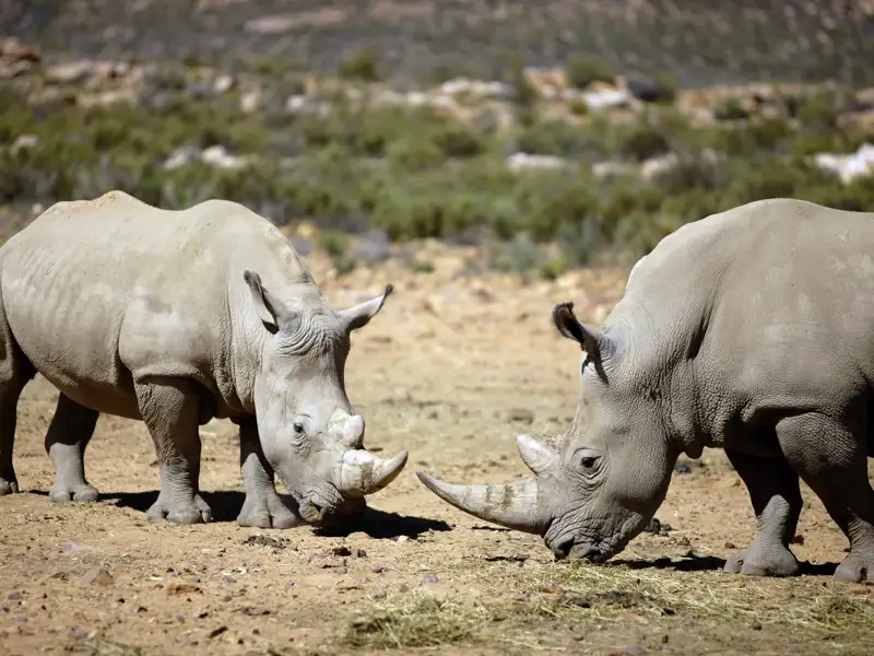 Die Begegnungen mit Namibias Tierwelt gehören zu den eindrucksvollsten Erlebnissen auf unserer Rundreise in 18 Tagen durch Namibia. Diese umfassende Studienreise durch Namibia mit Fischflusscanyon, Kalahari und Lüderitz zeigt Ihnen Afrika wie aus dem Bilderbuch.