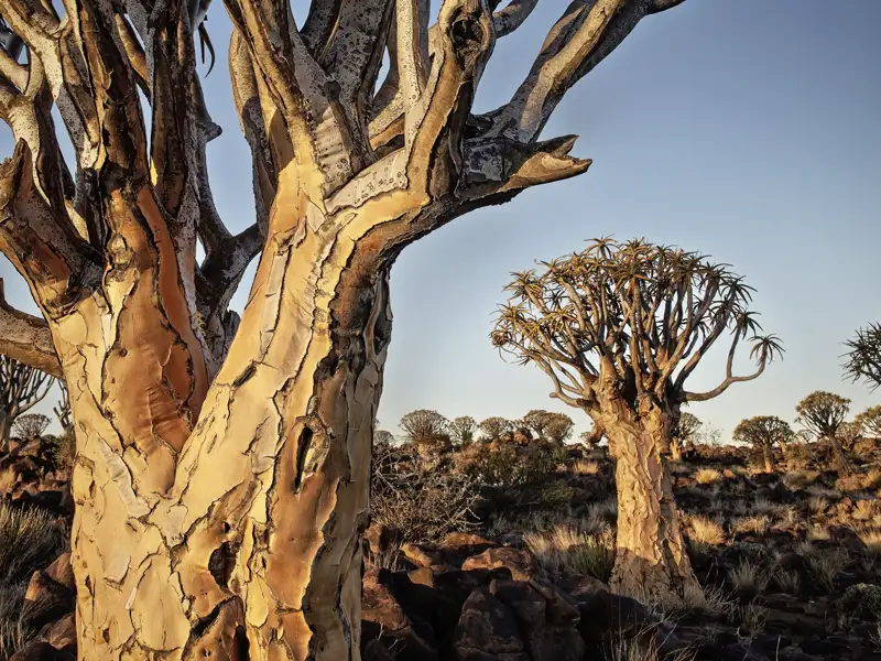 Auf Ihrer KLassik-Studienreise durch Namibia haben Sie immer wieder Zeit, innezuhalten und die Naturschönheiten Afrikas zu genießen. So wie hier die Köcherbäume, ein Naturwunder Namibias.