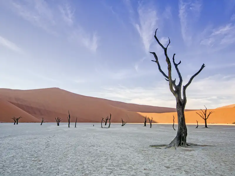Ein kurzer Spaziergang durch den Sand der Namib führt uns auf der Studiosus-Reise nach Namibia in das Deadvlei. Ein magischer Ort!