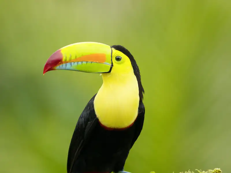 Die Artenvielfalt in Costa Rica ist rekordverdächtig. Mit geschultem Auge zeigt Ihnen Ihr Studiosus-Reiseleiter auf unserer Rundreise die Flora und Fauna des Landes. Mit dem Boot und zu Fuß erkunden wir die Naturparadiese.
