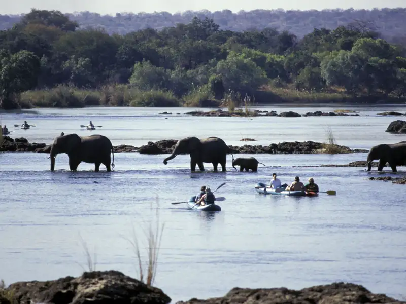 FInale einer Reise durch Simbabwe an den Viktoriafällen. Auch hier begegnen wir der afrikanischen Tierwelt.