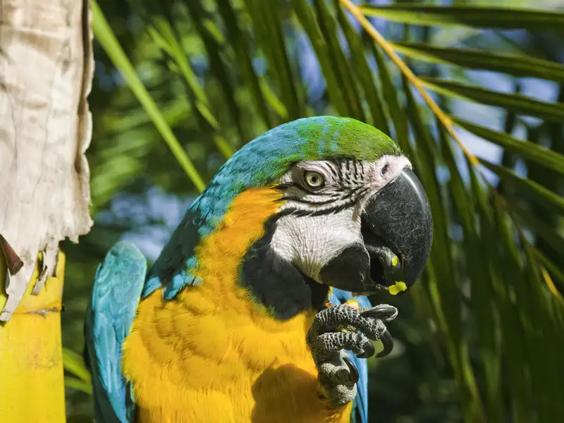 Auf unserer Reise nach Peru gehört ein Ausflug in den Dschungel des Amazonasgebietes natürlich mit dazu, vielleicht beäugt von einem Ara