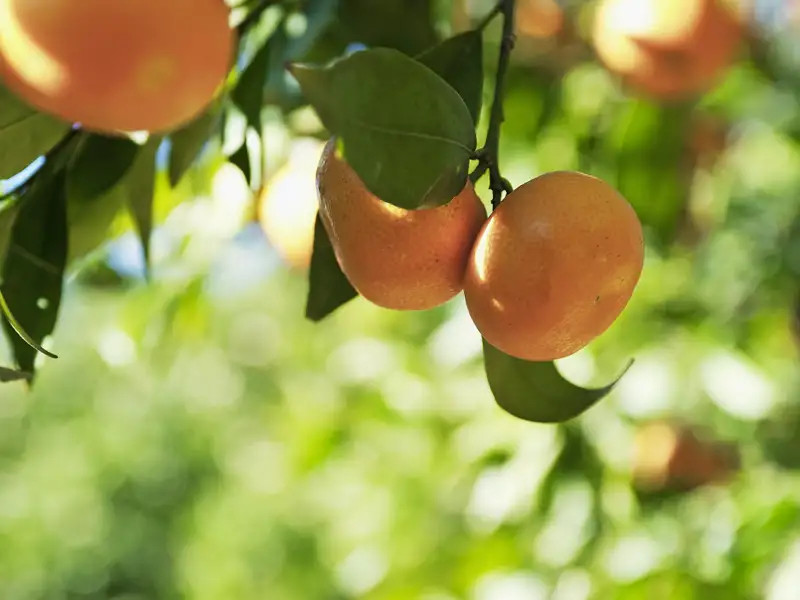 Auf unserer Studienreise in die Marken genießen wir die in der Sonne gereiften Zitrusfrüchte des Südens.
