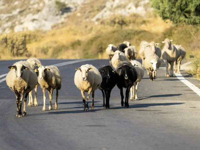 Reisen von Studiosus beinhalten immer besondere Begegnungen. Es dürfen durchaus auch mal tierische sein ... Lassen Sie sich auf unserer Reise für Singles und Alleinreisende auf die Insel Kreta überraschen!