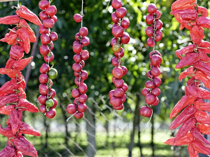 Auf unserer Rundreise durch Apulien für Singles und Alleinreisende stärken wir uns mit gut gewürzten italienischen Mahlzeiten für unsere Touren.